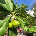 Cerbera odollam Fruit