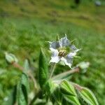 Trichodesma zeylanicum Flower