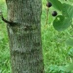 Celtis tenuifolia Bark