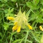 Rhinanthus major Blomma