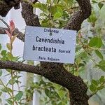 Cavendishia bracteata Bark