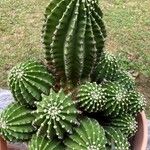 Echinopsis oxygona Φύλλο