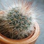 Echinocereus dasyacanthus Кора