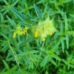 Rhinanthus major Blomma