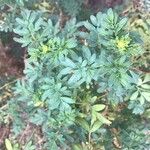 Ruta angustifolia Jani