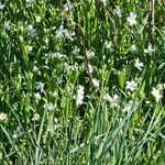 Moehringia ciliata Flower