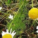 Tripleurospermum inodorum Blatt