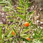 Daphne gnidium Fruit