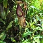 Nepenthes truncata Leaf