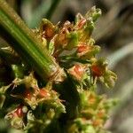 Rumex palustris ᱡᱚ