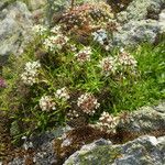 Saponaria lutea Συνήθη χαρακτηριστικά