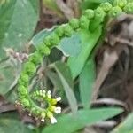 Heliotropium angiospermum Fruit