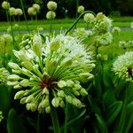 Allium victorialis Blüte