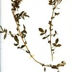 Nasturtium microphyllum Habit