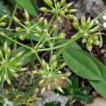 Athamanta cretensis Ffrwyth