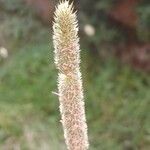Phleum pratense Kukka