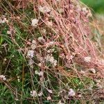 Cuscuta epithymum Çiçek
