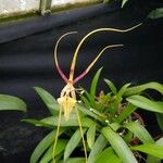 Brassia gireoudianaFlower