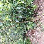 Clethra arborea Lehti