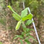 Billardiera scandens Fruit