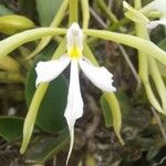 Epidendrum nocturnum Květ