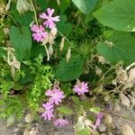 Eudianthe coeli-rosa Flower