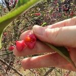 Euonymus europaeusOwoc