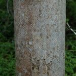 Pritchardia thurstonii Bark