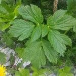 Imperatoria ostruthium Likasa