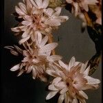 Lessingia leptoclada