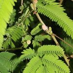 Mimosa xanthocentra Kvet