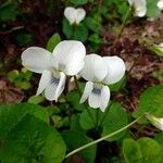 Viola blanda Blomst