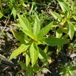 Impatiens balsamina Blad