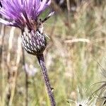 Cirsium canum പുഷ്പം