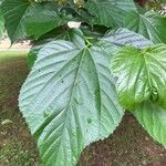 Morus alba Hoja