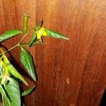 Ludwigia erecta Цвят