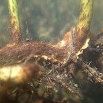 Bolbitis heudelotii Alia