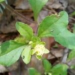 Acanthospermum australe Flower