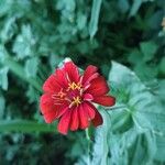 Zinnia peruvianaBlomst