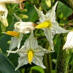 Solanum torvum Kukka