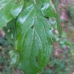 Rhamnus cathartica Leaf