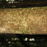 Pradosia ptychandra Bark