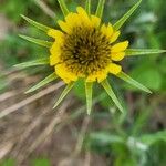 Tragopogon dubiusപുഷ്പം