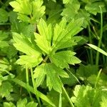 Ranunculus repens Blatt