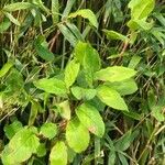 Persicaria chinensis Feuille