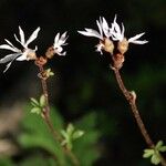 Lithophragma glabrum Агульны выгляд