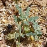 Neurada procumbens Blad