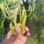 Senna artemisioides Frucht
