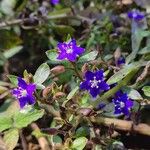 Hydrolea zeylanica Flower