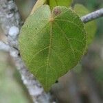 Dombeya reclinata 葉